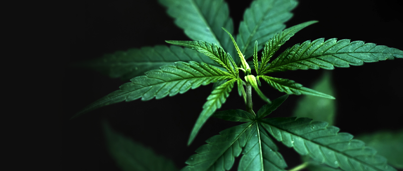 Imagem de uma planta Cannabis Sativa